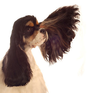 Spaniel