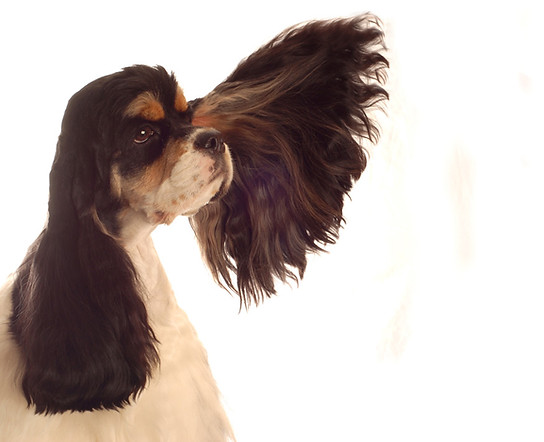 Spaniel