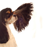 Spaniel