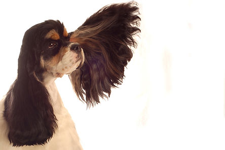 spaniel