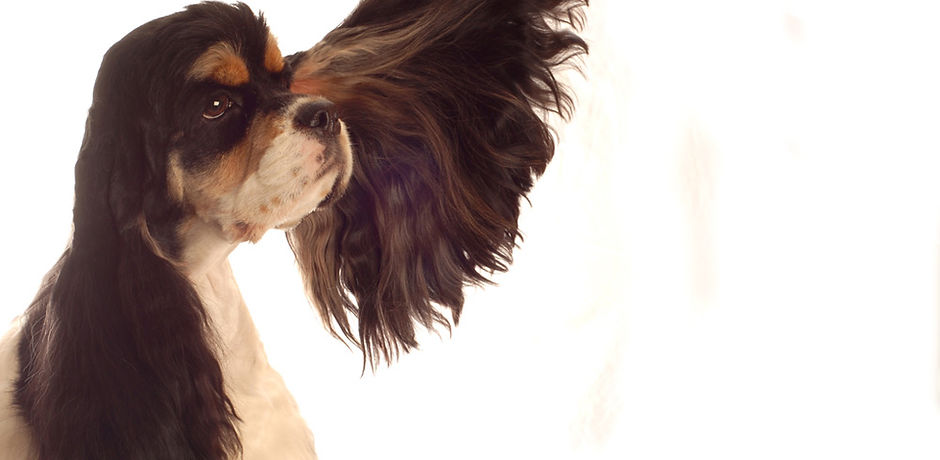 Spaniel