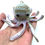 Miniature : Pieuvrette 109