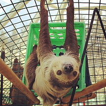 sloth