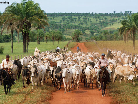 Aproximación al Uso de la Tierra en Ganadería y Agricultura en Colombia. 