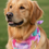 Thumbnail: Pastel Dream Bandana and headband Set – Dog & Human Twinning Edition