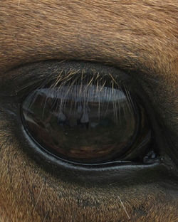 caballo