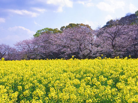 菜の花と桜と青空