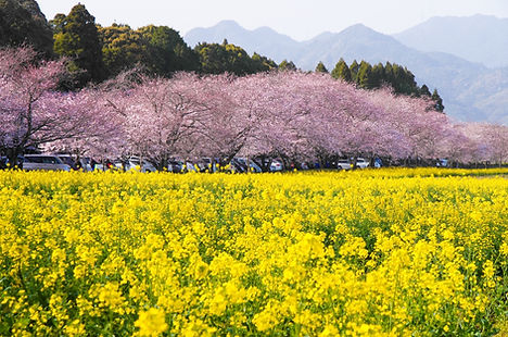 西都原古墳群 桜と菜の花