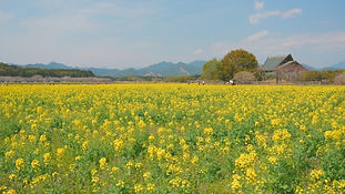 西都市西にある都原古墳群