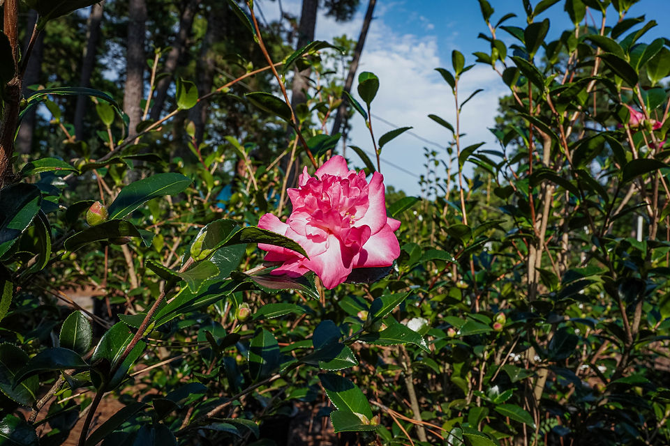 Sasanqua Reaves Nursery Farm Aberdeen