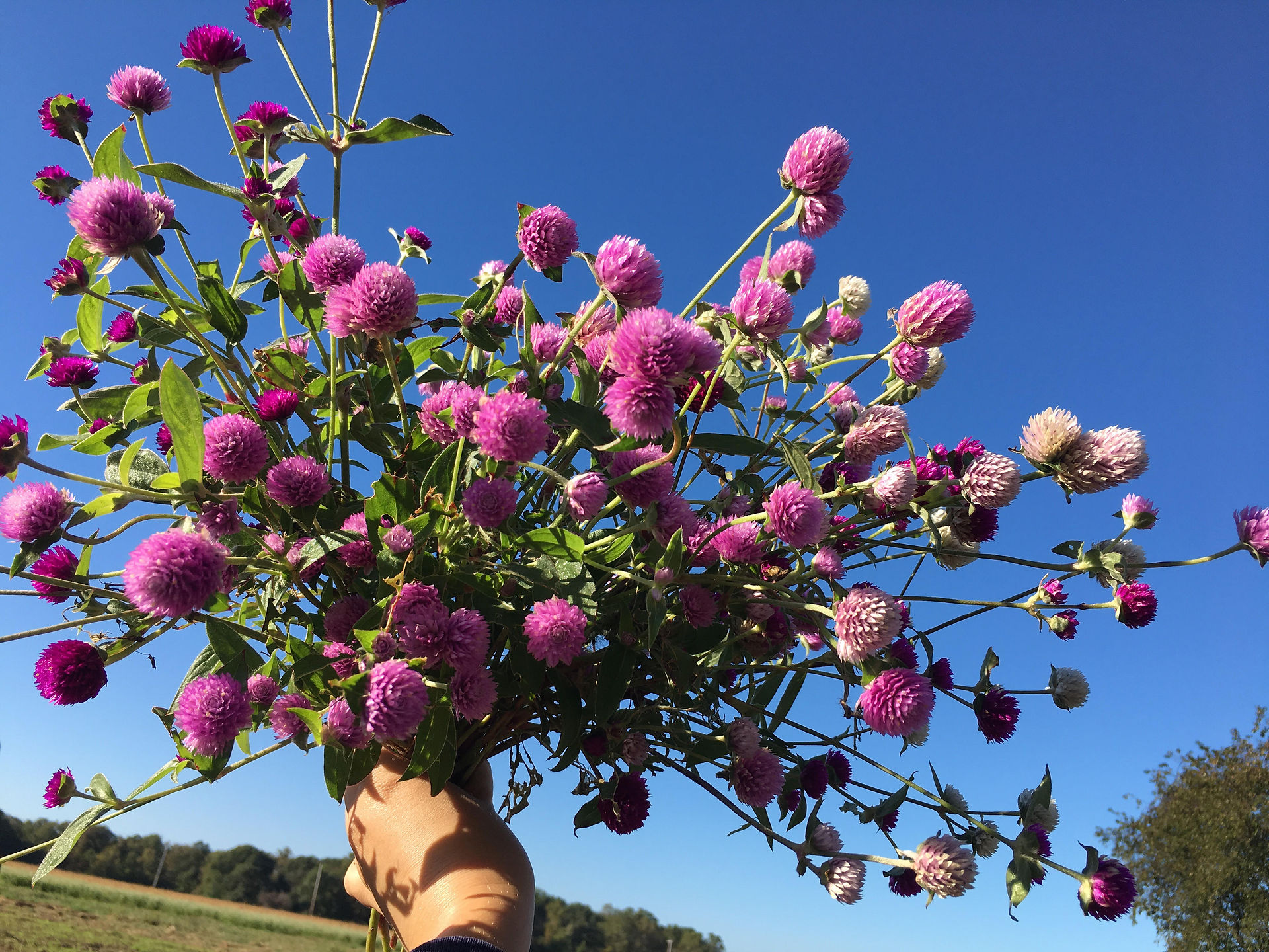 Fresh Flowers