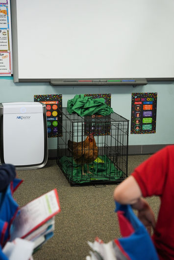 Chicken hen in cage.