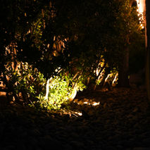 Nighttime landscape lighting softly illuminating garden shrubs