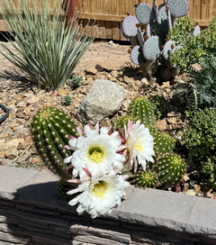 Cactus blossoms blooming beside a wooden fence