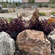 Desert landscaping featuring rocks and drought-resistant plants
