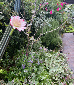 Cactus blossom among lush desert garden plants
