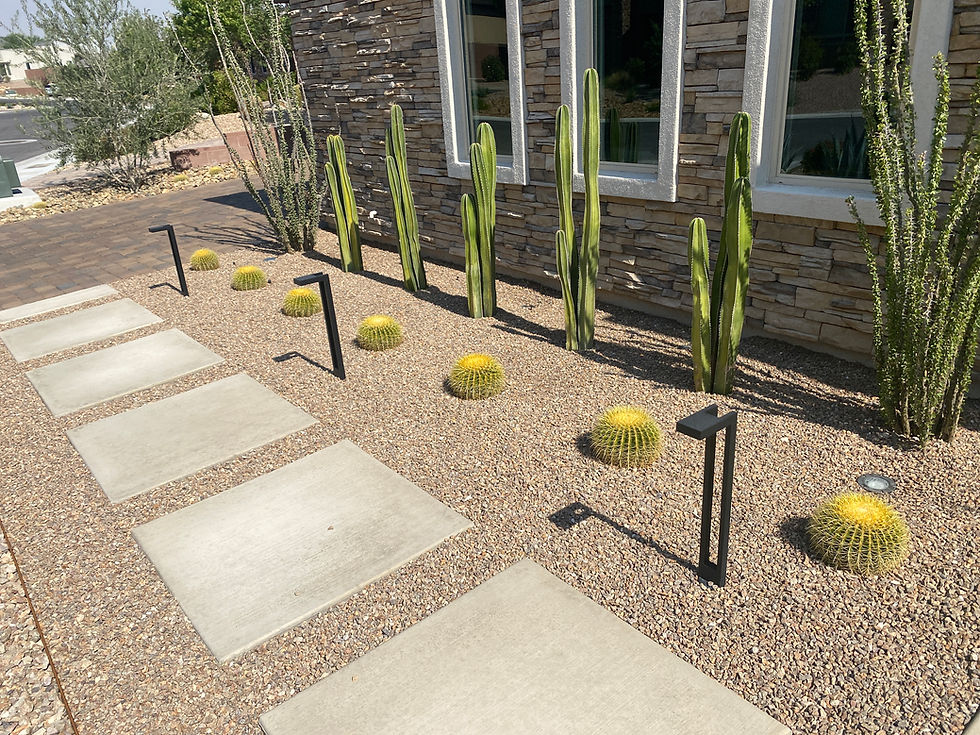 A well-designed xeriscape garden featuring rows of tall cacti and round golden barrel cacti, accented by minimalist path lighting, set against a stone-clad building.