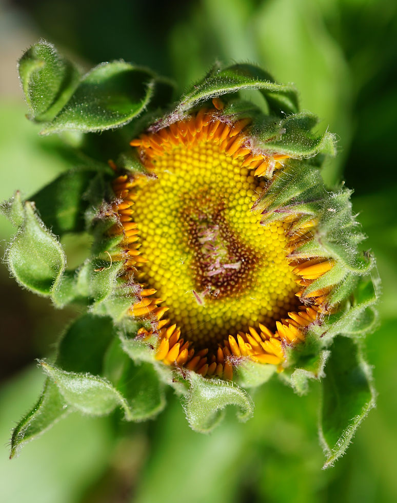 Calendula just opening.JPG