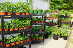 Summer garage garden