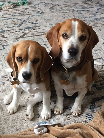 beagles2.JPG
