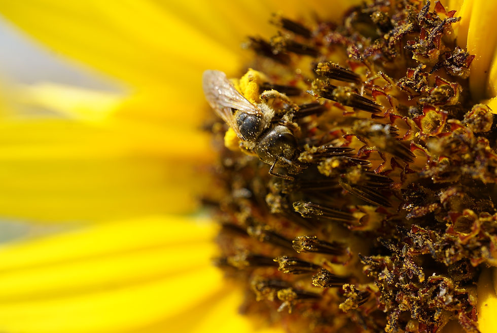 Sunflower Bee 3.jpg