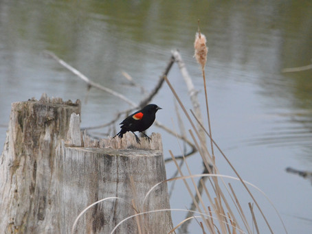 This is for the Birds
