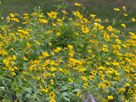 Welcome to September’s Yellow Palette