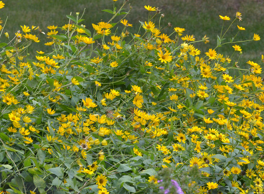 Welcome to September’s Yellow Palette