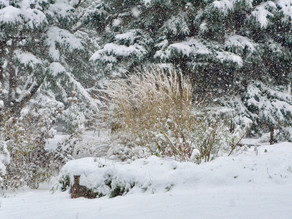 A Snowy October Day
