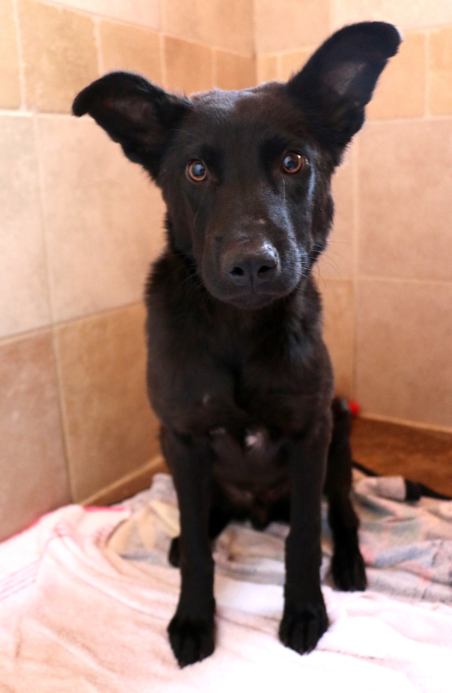 Avenger - ADOPTED!