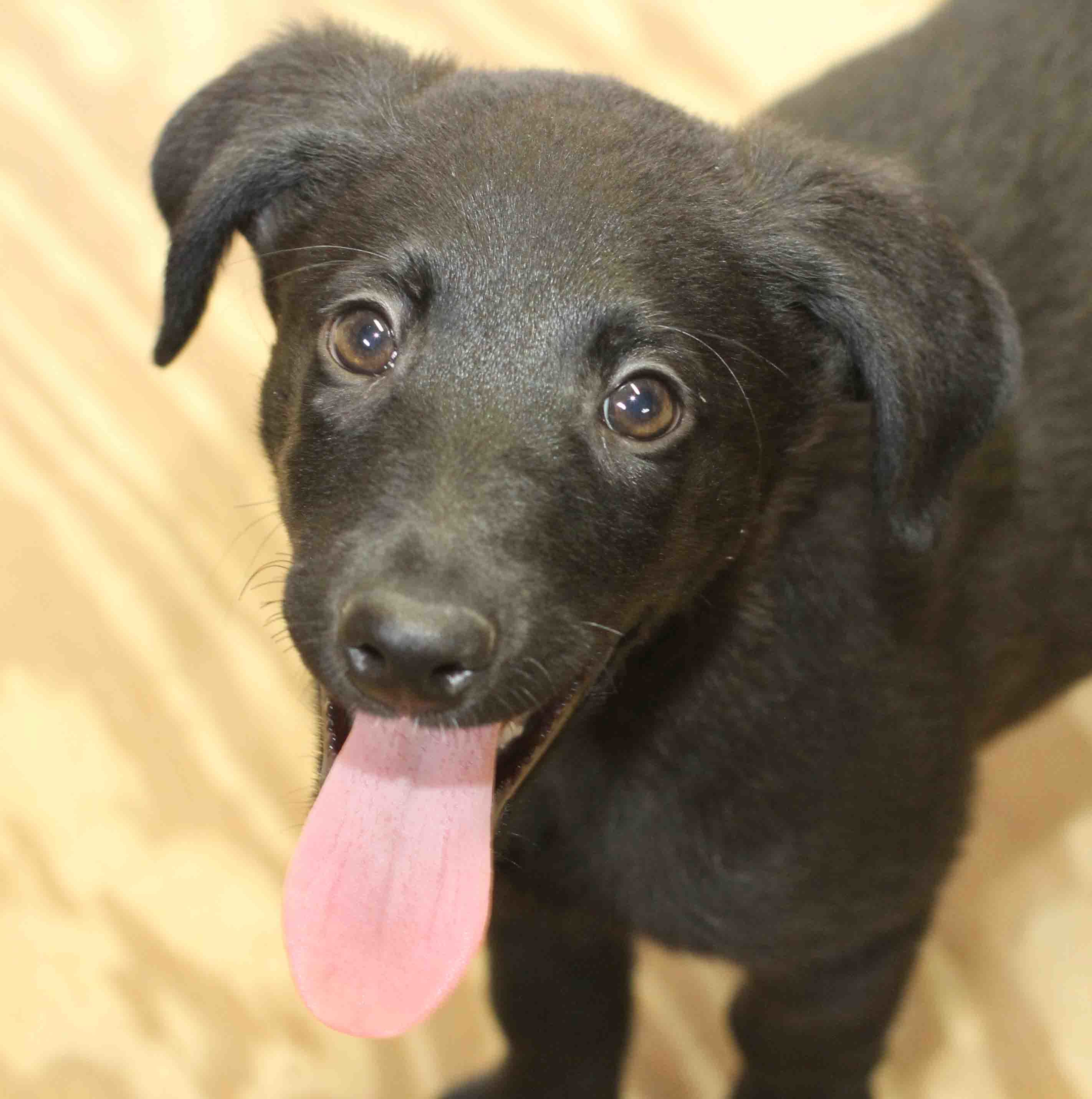 Hedi - ADOPTED!