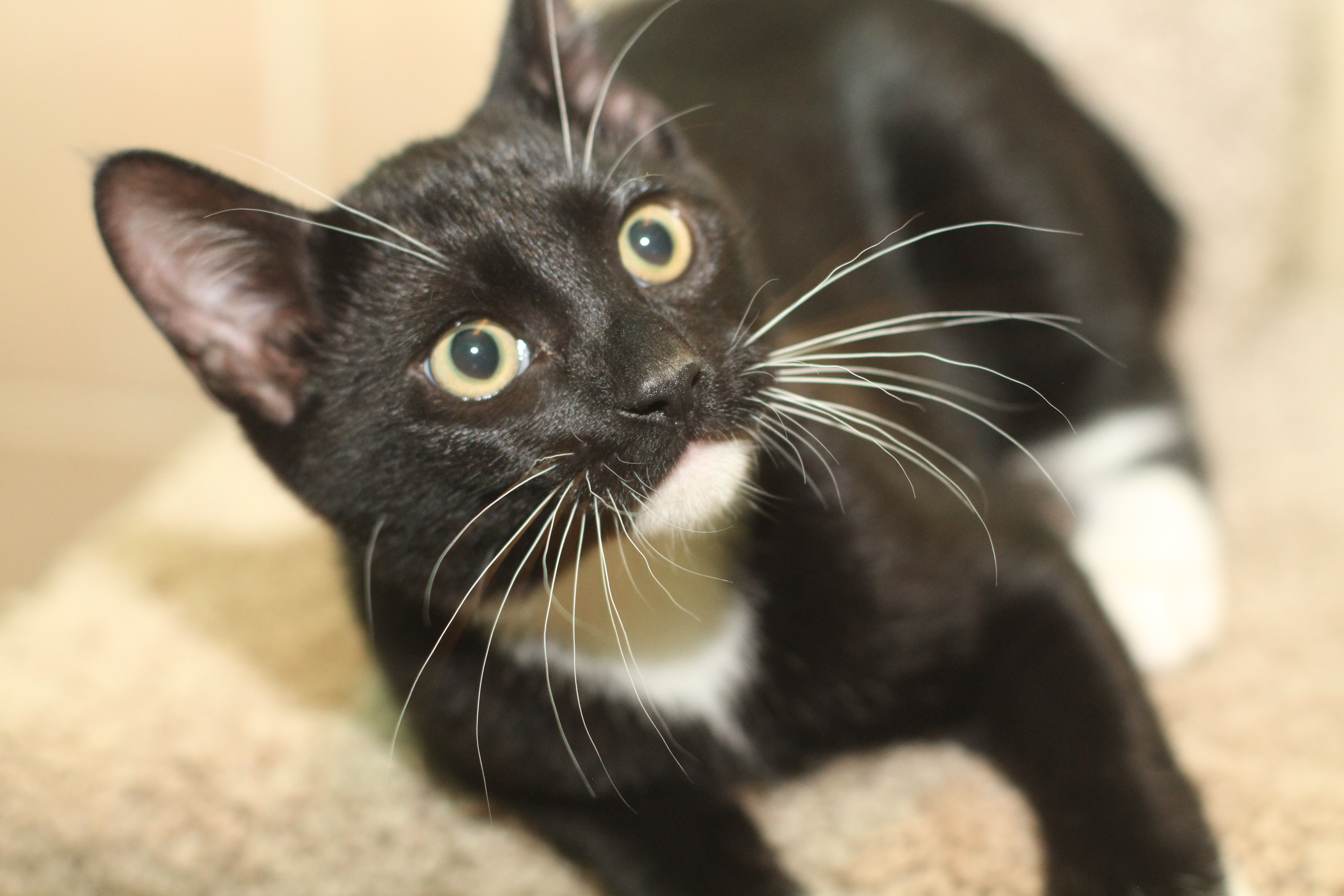 Credit - ADOPTED!