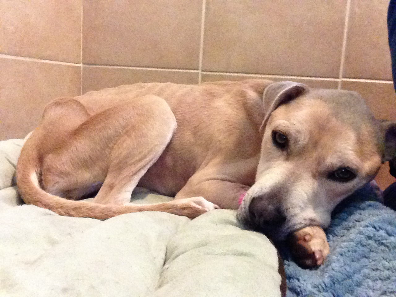 Melly - ADOPTED