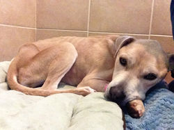 Melly - ADOPTED