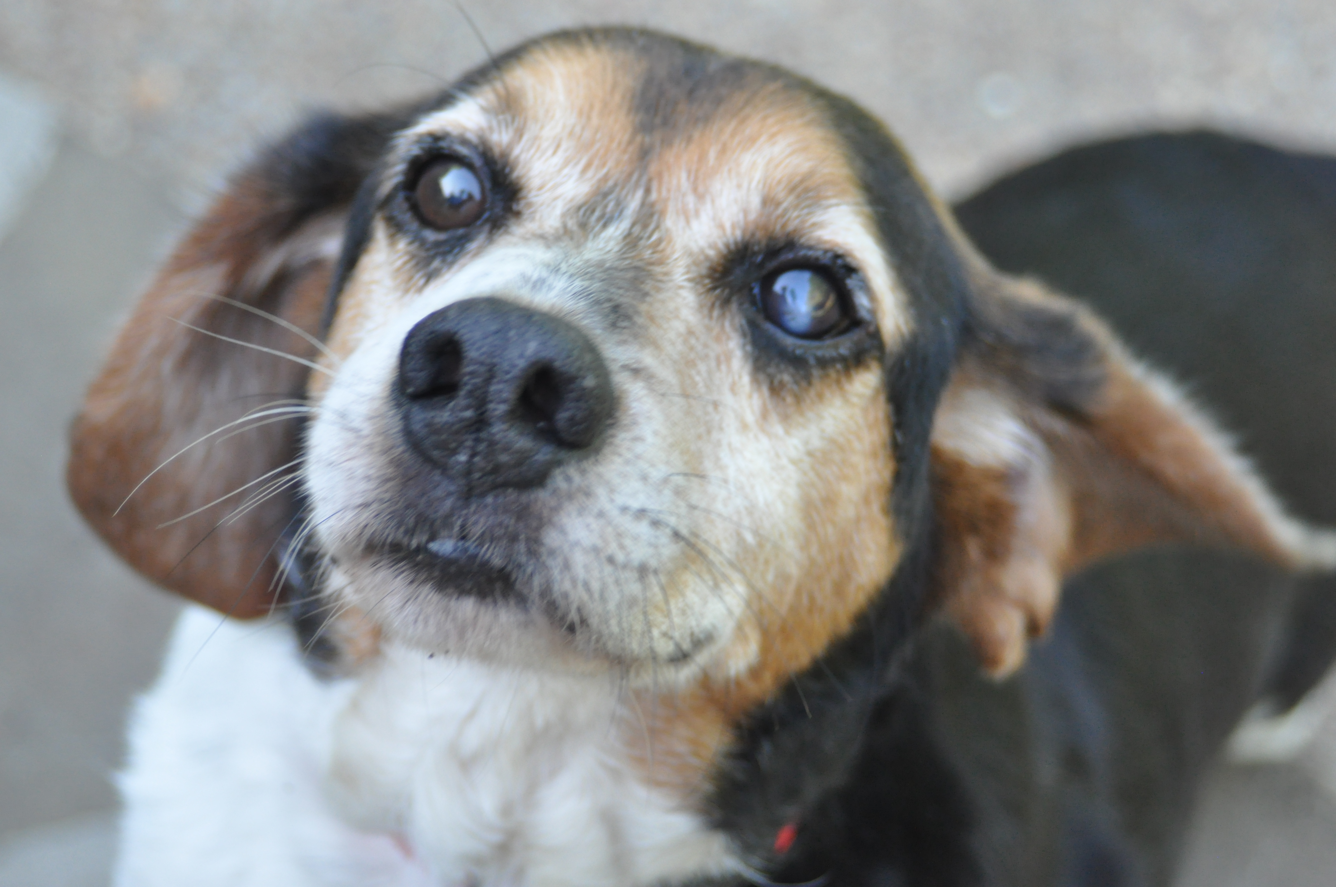 Raphael - ADOPTED!