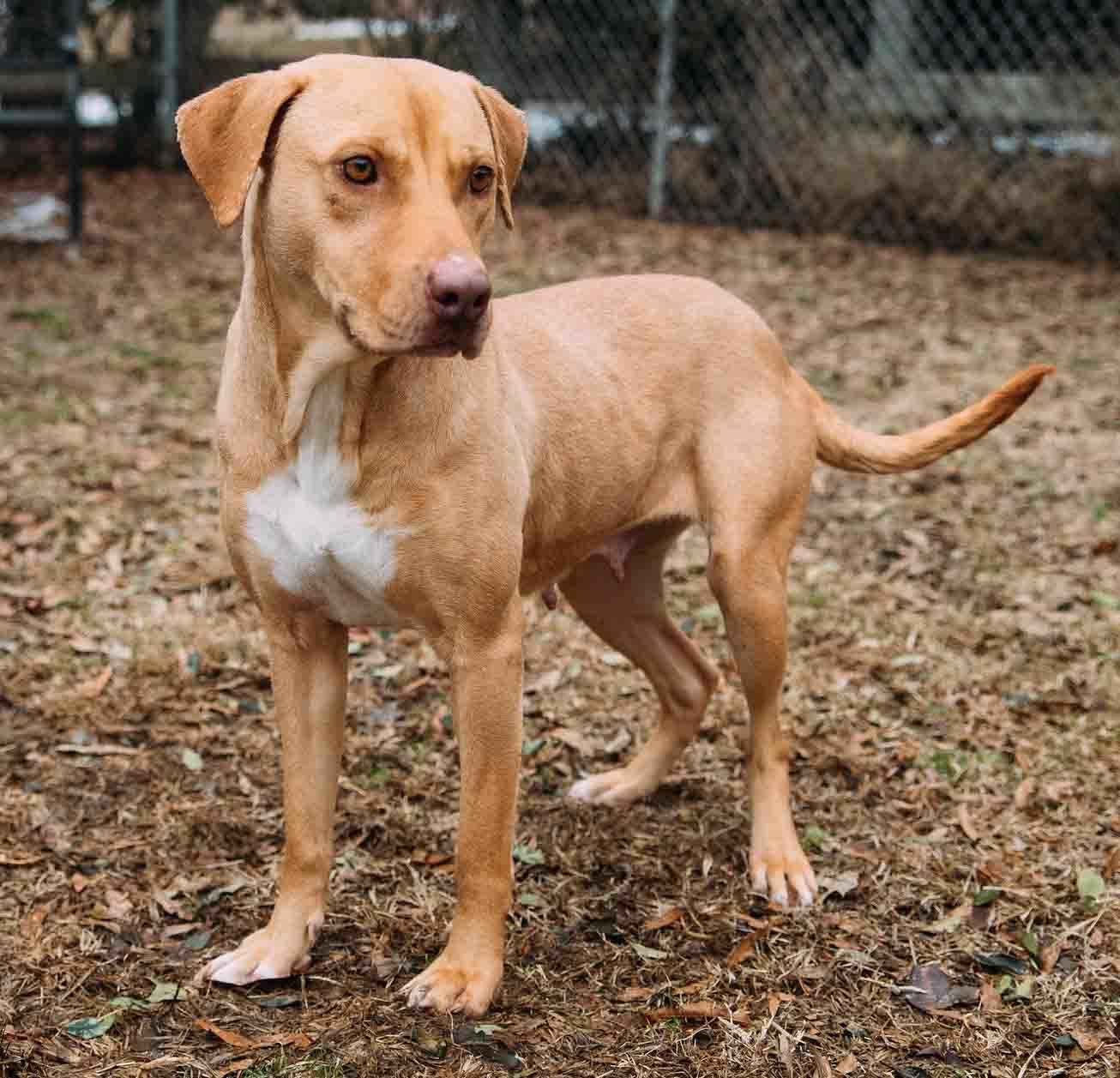Dara - Adopted!