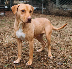 Dara - Adopted!