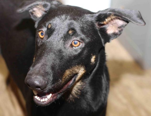 Cranberry - ADOPTED!