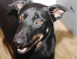 Cranberry - ADOPTED!