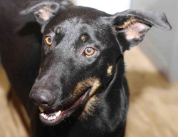 Cranberry - ADOPTED!