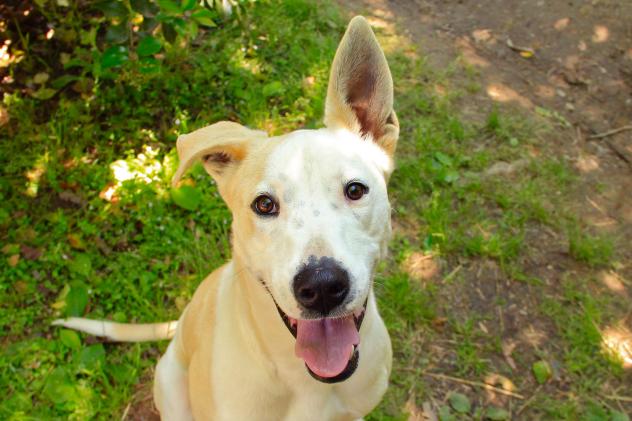 Arrow - ADOPTED!