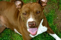 DARBY - Over the Rainbow Bridge