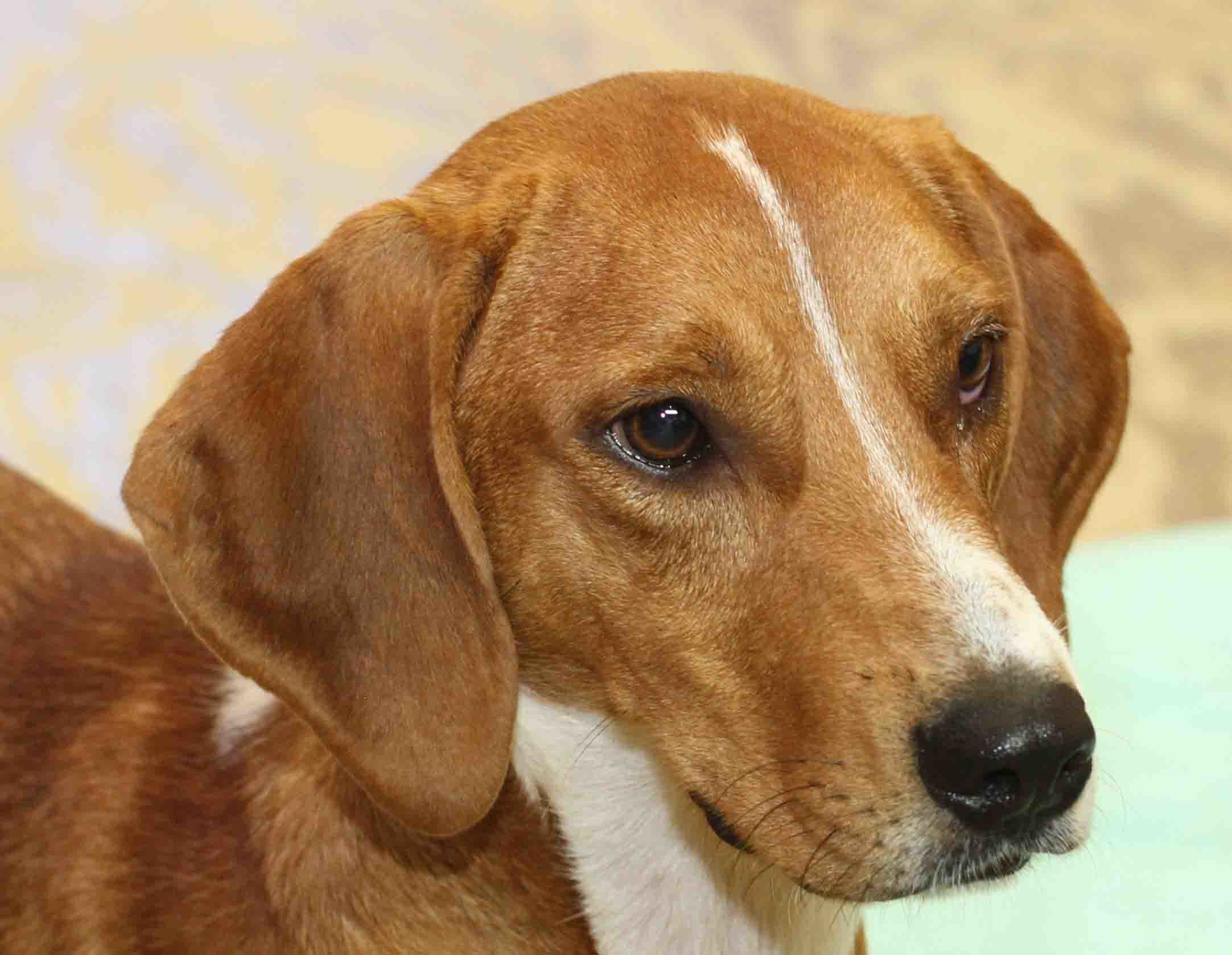 Garth - ADOPTED!