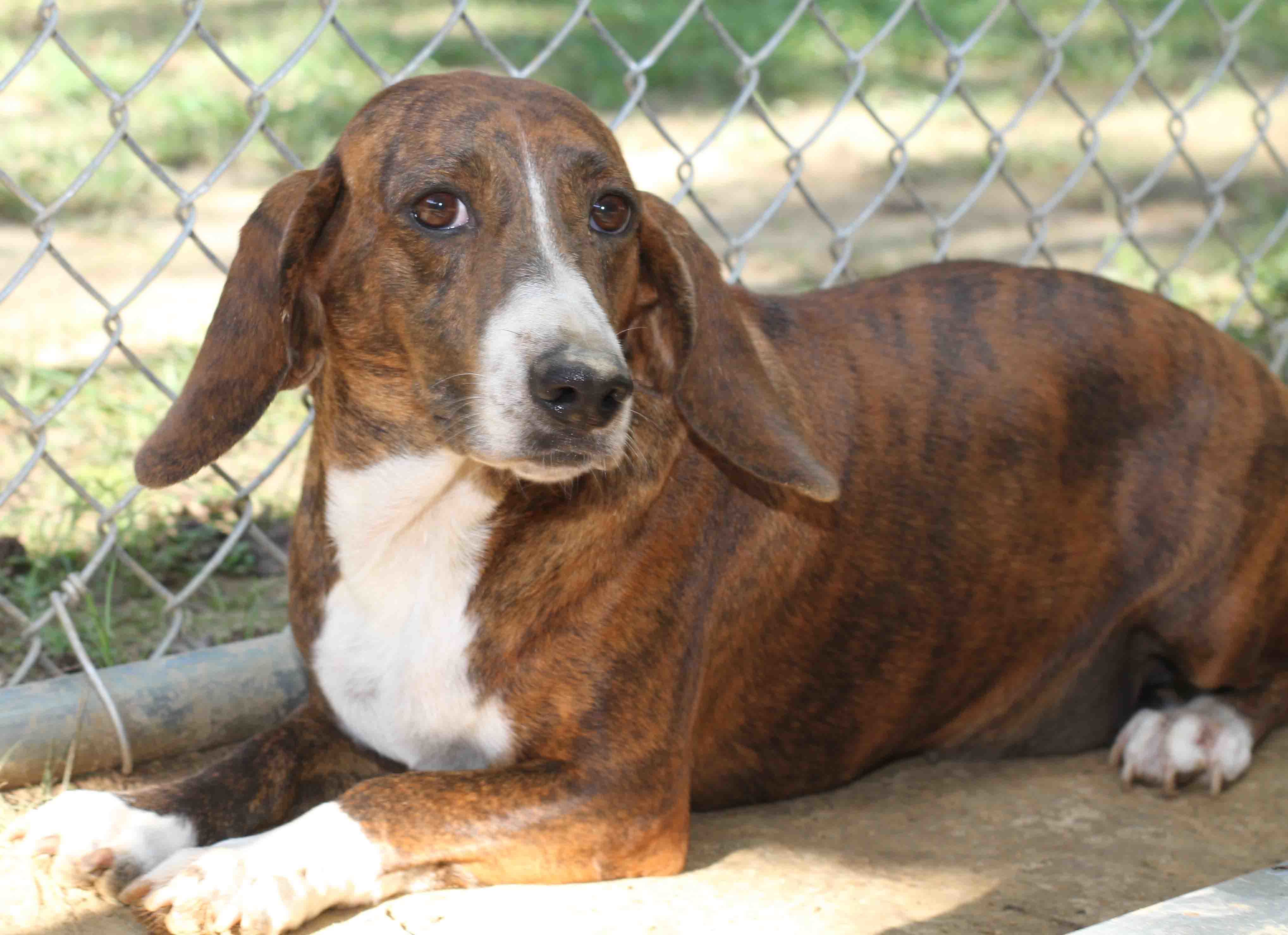 Chickepea ADOPTED!