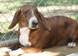 Chickepea ADOPTED!