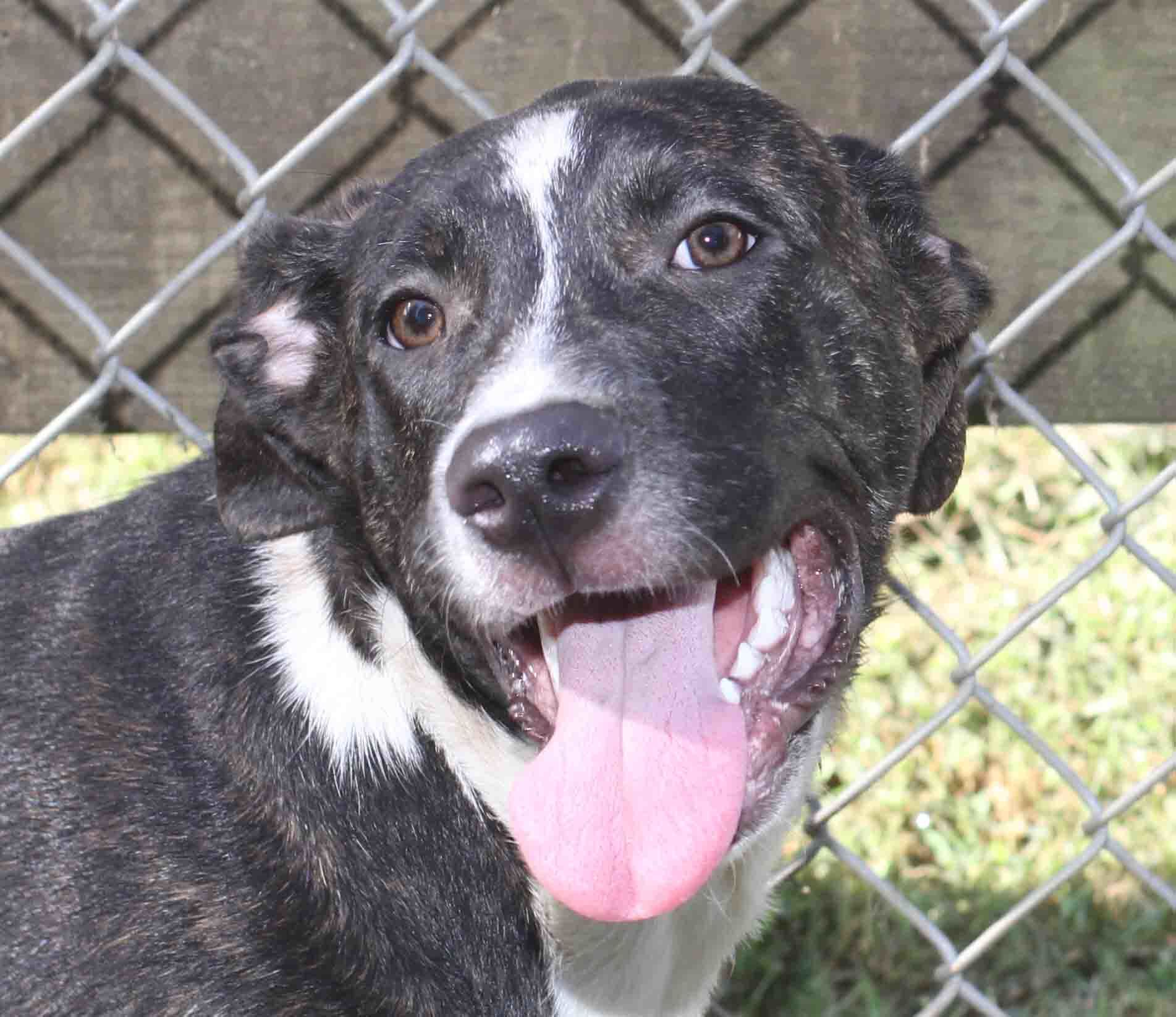 Sugar Drop - ADOPTED!