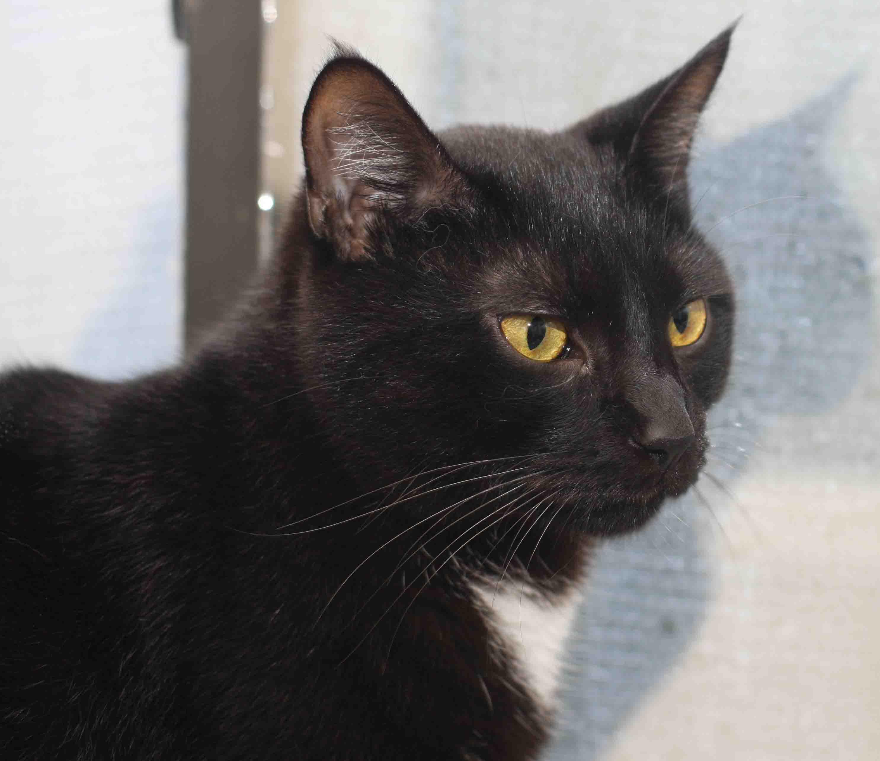 Tater - ADOPTED!