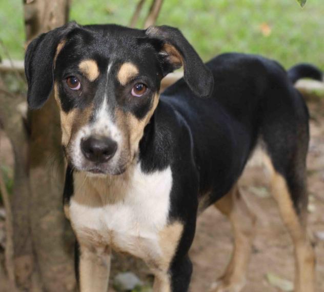 Holyfield - ADOPTED!