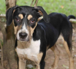 Holyfield - ADOPTED!