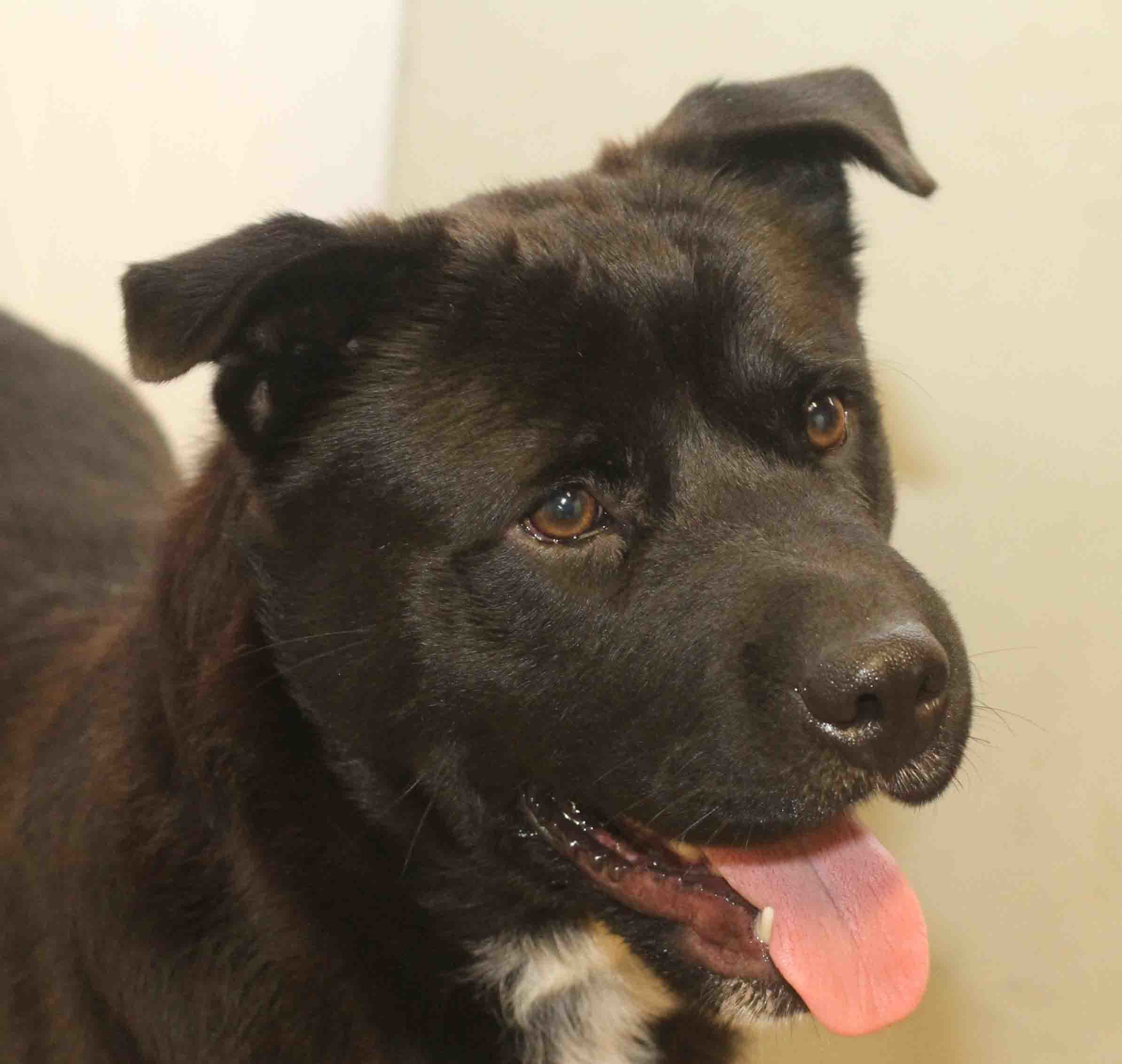 Weston - ADOPTED!